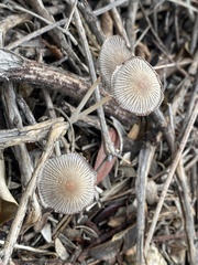 Coprinellus radians