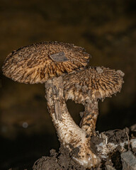 Inocybe hystrix