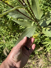Helianthus pauciflorus