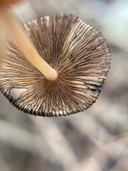 Coprinellus radians