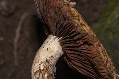 Inocybe hystrix