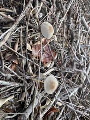 Coprinellus radians