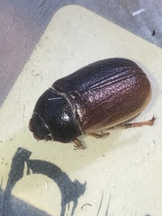 Phyllophaga