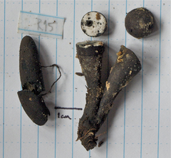 Xylaria schweinitzii