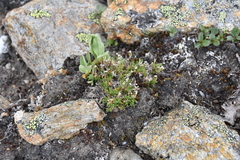 Cherleria