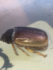 Phyllophaga