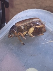 Phyllophaga