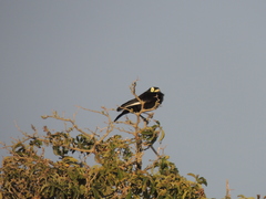 Hymenops perspicillatus