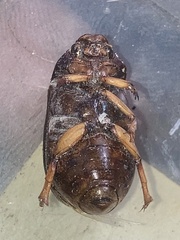 Phyllophaga