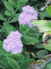 Hylotelephium spectabile