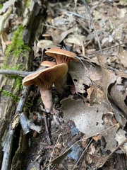 Lactarius helvus