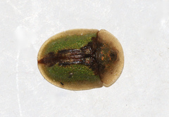 Cassida vibex