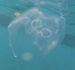 Aurelia marginalis