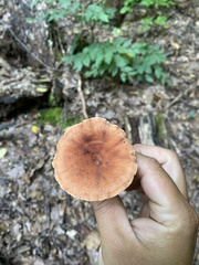 Lactarius helvus