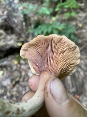 Lactarius helvus