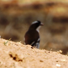 Plocepasser mahali mahali