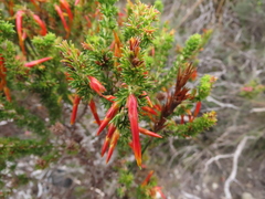 Erica coccinea