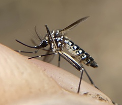 Aedes aegypti