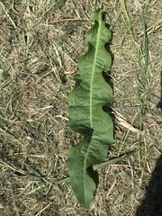 Taraxacum officinale