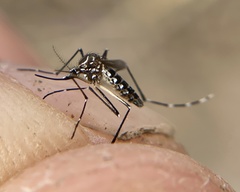 Aedes aegypti