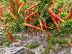 Erica coccinea