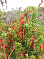 Erica coccinea