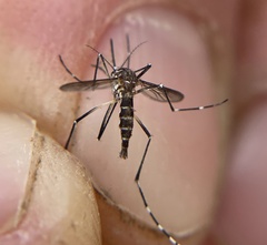 Aedes aegypti