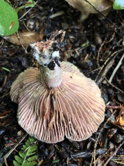 Lactarius subpurpureus