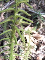 Chloanthes stoechadis