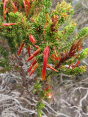 Erica coccinea