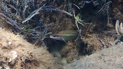 Symphodus tinca