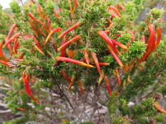 Erica coccinea