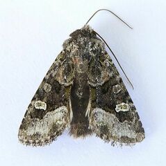 Lacinipolia olivacea