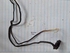 Polyporus guianensis