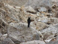 Hymenops perspicillatus