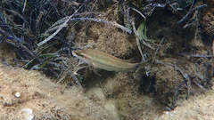 Symphodus tinca