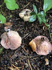 Lactarius subpurpureus