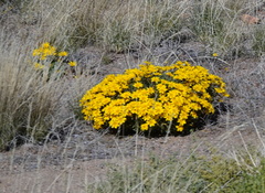 Gazania lichtensteinii