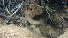 Symphodus tinca