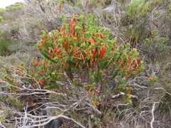 Erica coccinea