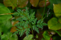Conioselinum gmelinii