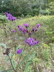 Vernonia missurica