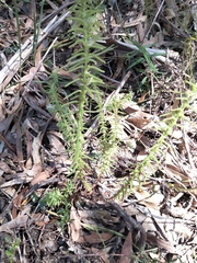 Chloanthes stoechadis