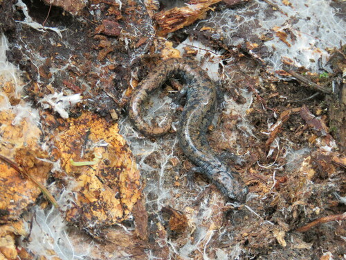 Morelos False Brook Salamander