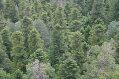 Abies nordmanniana