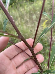 Vernonia missurica