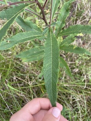 Vernonia missurica