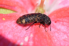 Acmaeodera ruficaudis