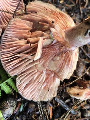 Lactarius subpurpureus