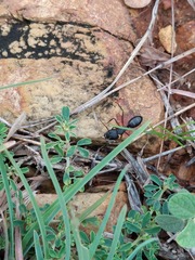 Camponotus compressus